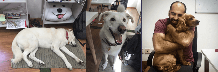 Doggos at the Snyk Office